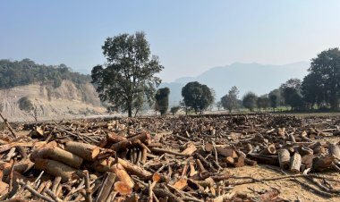 धर्मपुर में प्रतिबंधित लकड़ी का कटान तो हुआ है, प्रक्रिया को तोड़ा गया कोई नियम नहीं देखा गया : सत्ती