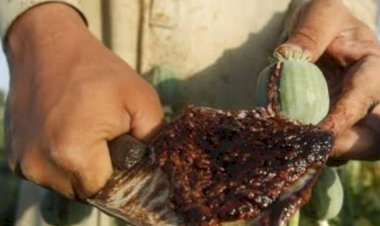 1.35 किलोग्राम अफीम बरामद, पुलिस ने आरोपी धरा