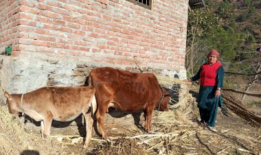 करसोग में 3 रुपये प्रति किलो की दर से गोबर खरीद शुरू, किसान पशुपालक होने लगे लाभान्वित