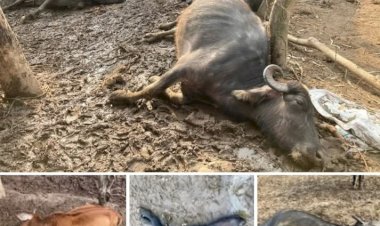 हरिपुर खोल पंचायत में बिजली की हाई वोल्टेज तार टुटने के बाद करंट लगने से कई भैंसों की हुई मौत