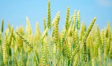 15 से शुरू होगी प्राकृतिक खेती से तैयार गेहूं और हल्दी की खरीद