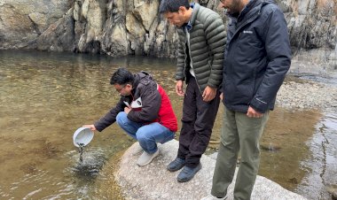 पर्यटन को बढ़ावा देने के लिए उहल नदी में ब्राउन ट्राउट मछली का संग्रहण
