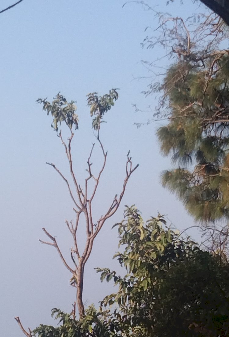 विला राउन्ड के जंगल से हरे भरे पेडों पर चल रही है कुल्हाड़ी...नप प्रशासन मूक दर्शक बना