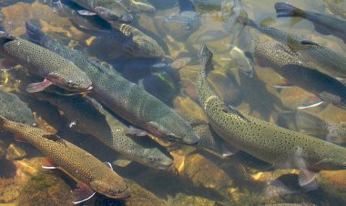 हिमाचल प्रदेश उच्च गुणवत्ता वाले रेनबो ट्राउट के आंख वाले अंडों के निर्यात में अग्रणी