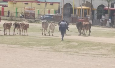 ऐतिहासिक चौगान का दुरपयोग.... नप शहर में घूम रहे गौवंश को यहां करने लगी जमा अपना कैटल पौंड नही,