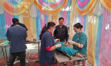 इंडस्ट्रियल एरिया मैहतपुर में पशु जन्मदर नियंत्रण शिविर आयोजित