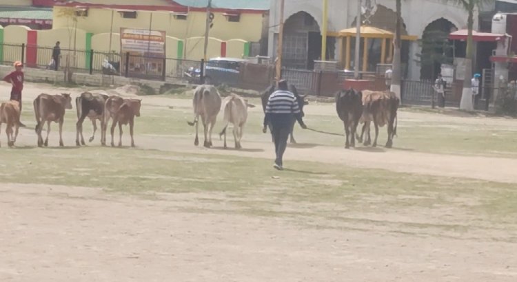 ऐतिहासिक चौगान का दुरपयोग.... नप शहर में घूम रहे गौवंश को यहां करने लगी जमा अपना कैटल पौंड नही,