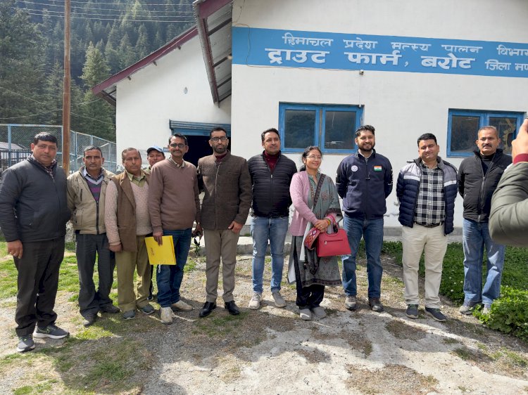 लंबाडग नदी बरोट में डाला गया 15,000 ब्राउन ट्राउट फिंगरलिंग्स का बीज