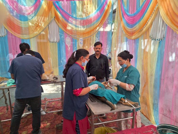 इंडस्ट्रियल एरिया मैहतपुर में पशु जन्मदर नियंत्रण शिविर आयोजित