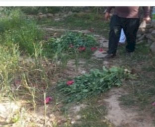 विक्रम बाग़ में अफीम की खेती: 113 पौधे किए नष्ट, आरोपी 14 लिए भेजा जेल..
