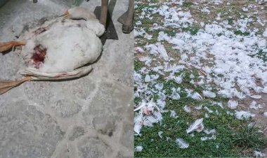 आतंकी कुत्तों ने मार डाला दो बतखों को, ऐतिहासिक रानी ताल की घटना