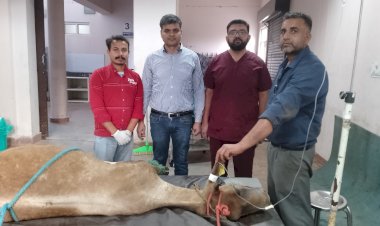 प्लास्टिक सर्जरी से बचाई गाय की जान, बहुआयामी पशु चिकित्सालय ललड़ी में हुआ सफल ऑपरेशन
