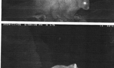 हिमाचल की मियार घाटी में ऊनी उड़ने वाली गिलहरी का पहला फोटोग्राफिक साक्ष्य प्राप्त