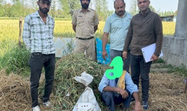 गुलाबगढ़ में हो रही थी अफ़ीम की खेती,पुलिस ने 805 पौधे किये नष्ट आरोपी धरा