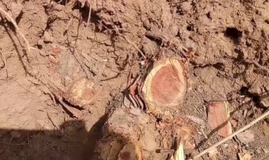 हाई कोर्ट ने सरकार से जवाब तलब किया: त्रिलोक पुर  रेंज में 5000 हजार पेड़ों को टिकाने लगाने का मामला