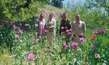 हिमाचल में यहां :अवैध अफीम की खेती का भंडाफोड़ , 17,000 पौधे नष्ट किये, 3 आरोपी धरे..