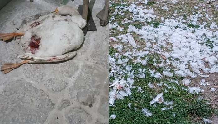 आतंकी कुत्तों ने मार डाला दो बतखों को, ऐतिहासिक रानी ताल की घटना