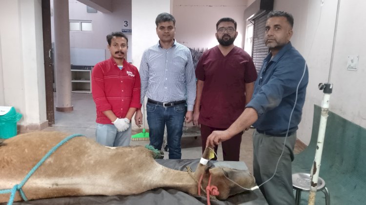 प्लास्टिक सर्जरी से बचाई गाय की जान, बहुआयामी पशु चिकित्सालय ललड़ी में हुआ सफल ऑपरेशन