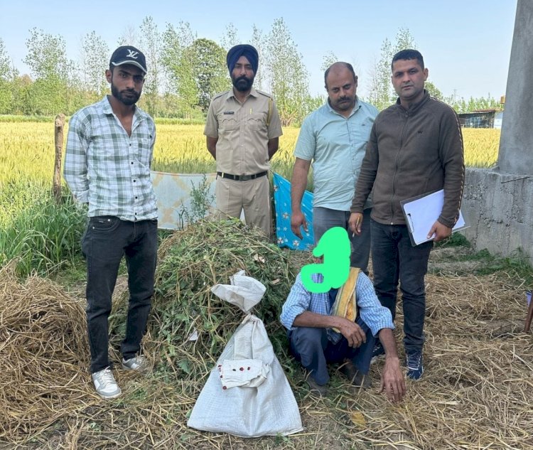 गुलाबगढ़ में हो रही थी अफ़ीम की खेती,पुलिस ने 805 पौधे किये नष्ट आरोपी धरा