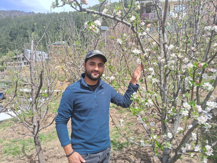बदलती प्राकृतिक परिस्थितियों में उच्च घनत्व सेब बागवानी लाभदायक