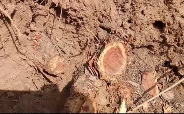 हाई कोर्ट ने सरकार से जवाब तलब किया: त्रिलोक पुर  रेंज में 5000 हजार पेड़ों को टिकाने लगाने का मामला
