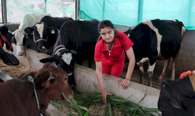 सफलता की कहानी.....  दुग्ध उत्पादन में सकीना डेयरी फार्म बना आदर्श, तुंगल क्षेत्र की युवा उद्यमी के ज़ज्बे ने लिखी सफलता की नई इबारत