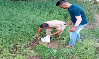 श्री रेणुका जी में पुलिस ने नष्ट किये 1020 भांग के पौधे