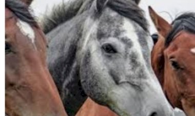 प्रदेशभर में मोबाइल वैटर्नरी यूनिट के माध्यम से किया जा रहा पशुओं का ईलाज