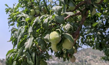 सफलता की कहानी......एचपी शिवा परियोजना से बदली खगराओं गांव के किसानों की तकदीर....बागवानों को 195 रूपए प्रति किलो तक मिले प्लम के दाम