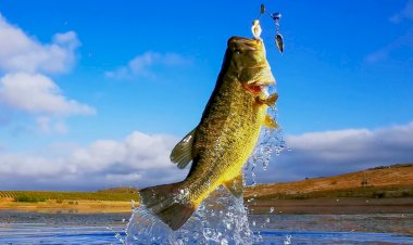 मंडी में मछली के अवैध शिकार के 5  मामले पकड़े, 7 हजार जुर्माना वसूला..