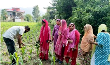 मक्की की फसल को फॉल आर्मी कीट से बचाएं, कृषि विभाग ने गठित की विभागीय अधिकारियों की टीम