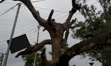नाहन शहर में 15 भारी भरकम सूखे पेड़ कब होंगे खतरनाक घोषित..नगर परिषद की अनदेखी आड़े आ रही है..