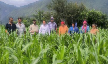 मक्की की फसल में लगने वाले फॉल आर्मी वर्म कीट के रोकथाम एवं प्रबंधन को लेकर किसानों कृषि विभाग कुल्लू की टीम खेतों में पहुंची