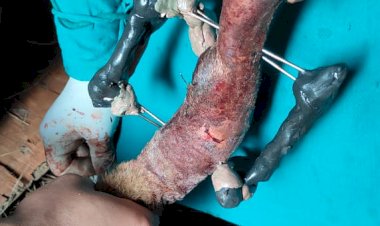 घरद्वार पर पशुओं का हो रहा निशुल्क उपचार... मोबाइल पशु चिकित्सा एम्बुलेंस बन रही पशुपालकों की मददगार