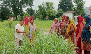 फॉल आर्मी वर्म से मक्की के बचाव के लिए करें कौराजेन का स्प्रे