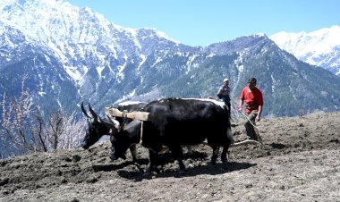 पांगी को राज्य का पहला प्राकृतिक खेती उप-मंडल अधिसूचित करने पर सरकार की लोगों ने की सराहना
