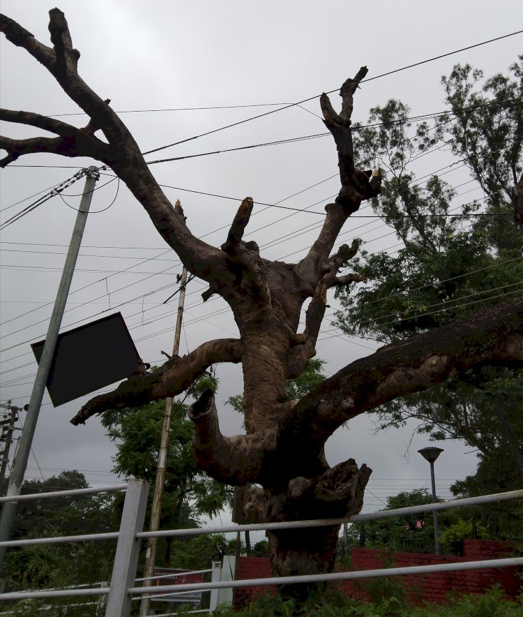 नाहन शहर में 15 भारी भरकम सूखे पेड़ कब होंगे खतरनाक घोषित..नगर परिषद की अनदेखी आड़े आ रही है..