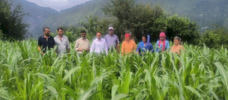 मक्की की फसल में लगने वाले फॉल आर्मी वर्म कीट के रोकथाम एवं प्रबंधन को लेकर किसानों कृषि विभाग कुल्लू की टीम खेतों में पहुंची
