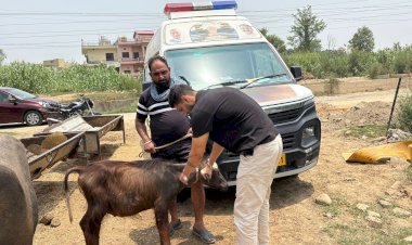 मोबाइल पशु चिकित्सा सेवा बनी ऊना जिला के हजारों पशुपालकों के लिए वरदान
