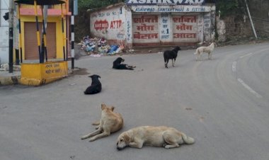 यहां कुत्तों का आंतक:3 महीने में 450 लोगों को काट डाला..मेडिकल कॉलेज नाहन में 450 डॉग बाइट के मामले हुए रिकॉर्ड, 10 बिल्लियों ने भी काटा...