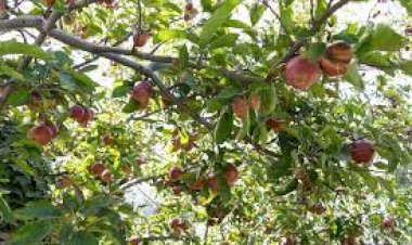 सड़कों को नुकसान के बावजूद बाजार में सेब आमद में वृद्धि दर्ज, एचपीएमसी के माध्यम से रिकॉर्ड 55,000 मीट्रिक टन सेब की खरीद