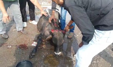 नाहन बस स्टैंड में बस के कुचले जाने से गौवंश की मौत, लोगों ने उठाई कार्रवाई की मांग