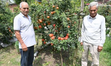सफलता की कहानी...... जिला बिलासपुर के बरठीं के टिहरी क्लस्टर में लहलहा रही है अनार की फसल शिवा परियोजना ने बदली 44 किसानों की तकदीर, 60 मीट्रिक टन अनार उत्पादन का