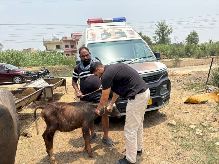 मोबाइल पशु चिकित्सा सेवा बनी ऊना जिला के हजारों पशुपालकों के लिए वरदान