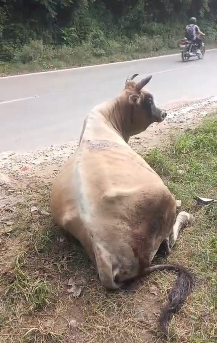गो सदन के सामने जख्मी बैल मिला : 1962 हेल्पलाइन पर मिला जवाब आपके पास कुछ बंदे है तभी होगी शिकायत दर्ज...