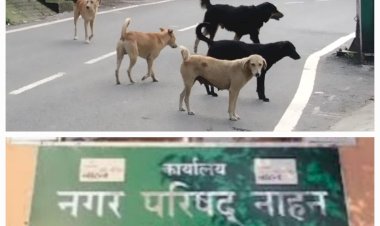 नाहन: एसडीएम अदालत के आदेशों की अनुपालना को लेकर नगर परिषद हरकत में आई,नोटिस जारी.सुंदर बाग़ कॉलोनी के घर मे रखे कुत्तों को हटाने का मामला