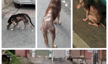 नाहन नप क्षेत्र में: पिछले डेढ़ साल से लावारिस कुत्तों का न वैक्सीनेशन,न कोई स्टरलाइजेशन...वर्ष 2024- 25 में मात्र 9 कुत्तोँ का पंजीकरण ...