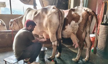 अल्याणा के भुपिंद्र दुग्ध उत्पादन से हर माह प्राप्त कर रहे एक लाख रुपए तक की आय