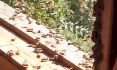 तीर्थन घाटी के होमस्टे में मधुमक्खियों की अनोखी मेहमानबाजी, कमरे की अलमारी बनी मधुमक्खियों का नया बसेरा