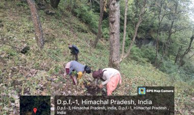 हिमाचल में पहली बार जाइका ने रोपे भोजपत्र के 1500 पौधे, दुर्लभ प्रजाति भोजपत्र को जिंदा करने में मिली सफलता